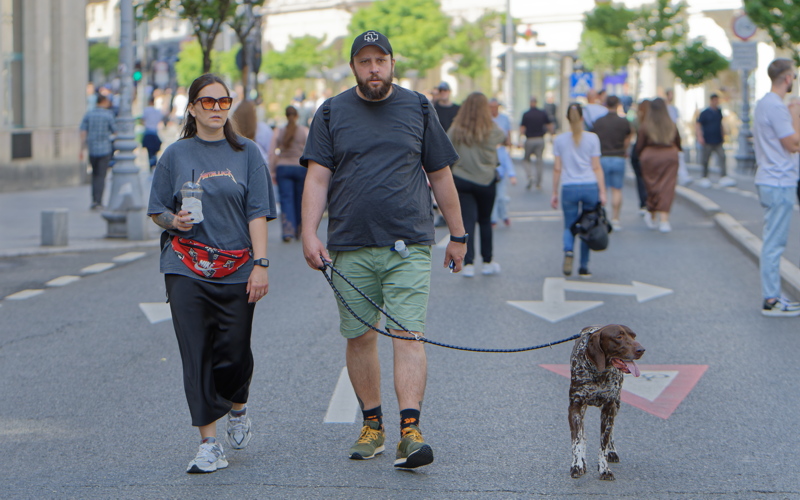 15 - A German Shorthaired Pointer or a similar mixed-breed dog being walked on a leash in a city environment